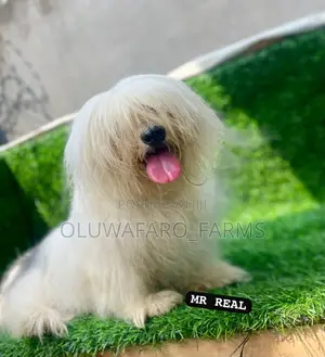 1+ year Male Purebred Lhasa Apso