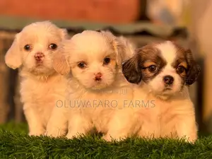 1-3 months Female Purebred Lhasa Apso