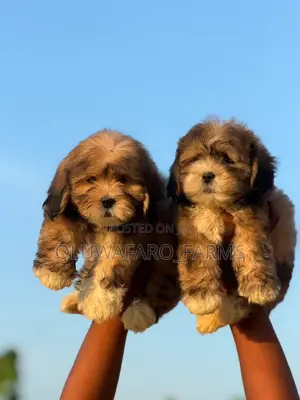 1-3 months Male Purebred Lhasa Apso