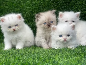 1-3 months Female Purebred Persian