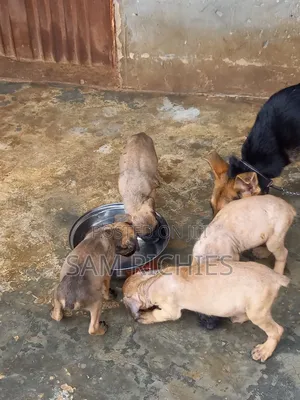 1-3 months Female Purebred Boerboel