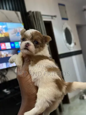 1-3 months Female Purebred Lhasa Apso