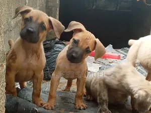 1-3 months Female Purebred Boerboel