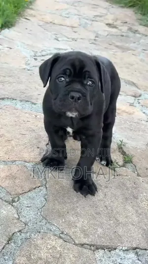 1-3 months Female Purebred Cane Corso