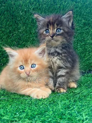 1-3 months Female Purebred Persian