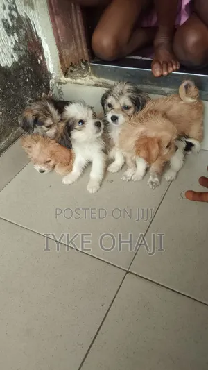 1-3 months Female Purebred Lhasa Apso