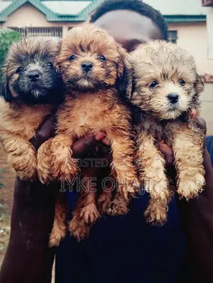 1-3 months Male Purebred Lhasa Apso
