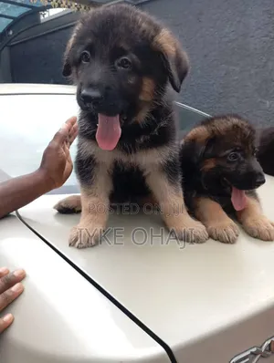 1-3 months Male Purebred German Shepherd