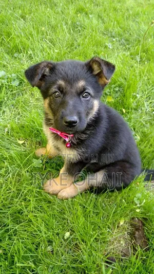 1-3 months Male Purebred German Shepherd