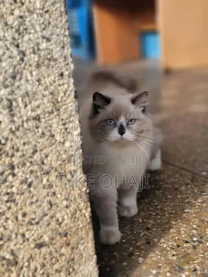 1-3 months Female Purebred Siamese