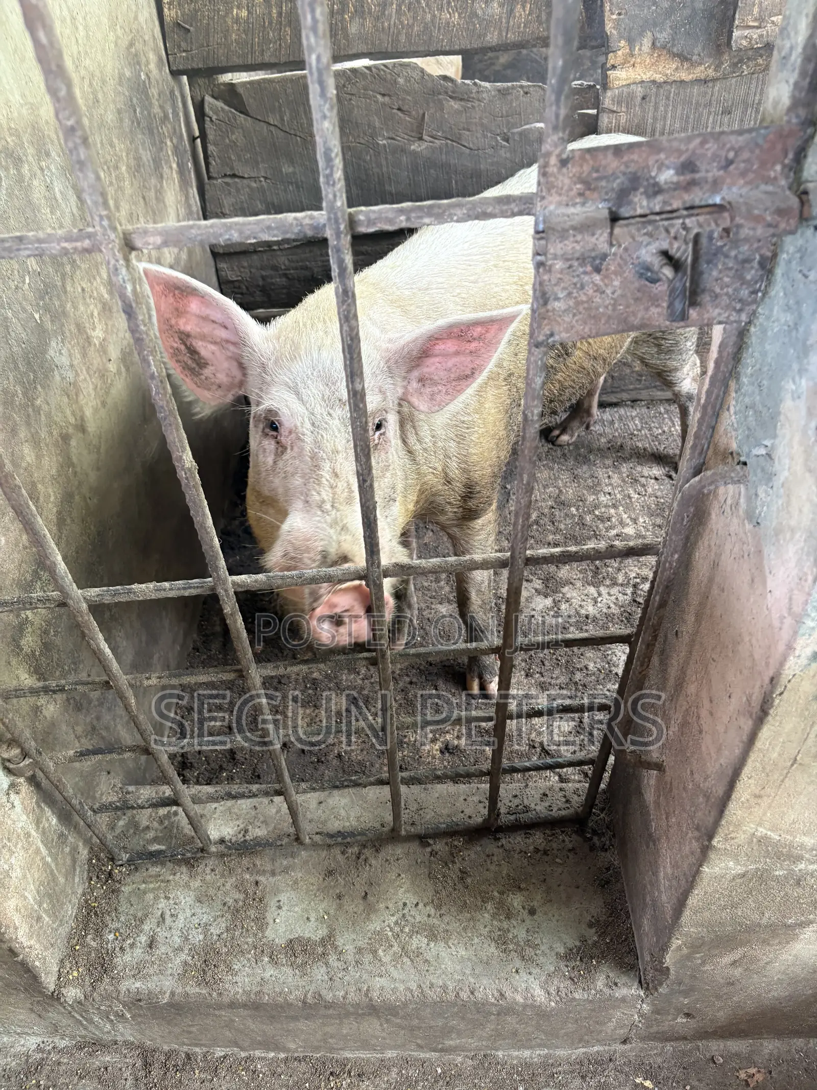 Matured Pigs