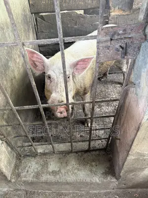 Matured Pigs