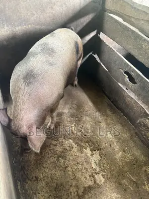 Matured Pigs