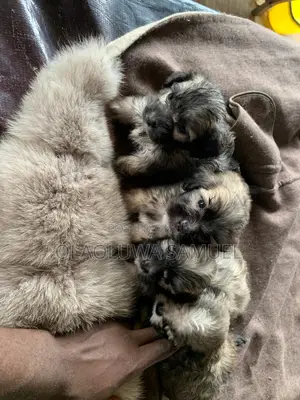 0-1 month Male Purebred Lhasa Apso