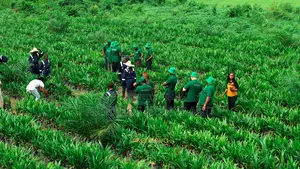 Oil Palm Hectares of Land With Palm Seedlings for Sale in Ogun State