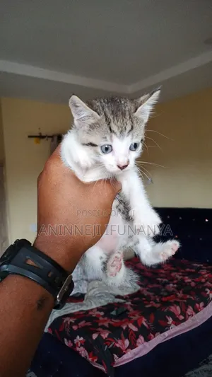 1-3 months Female Mixed Breed American Shorthair