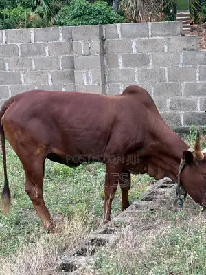 Big Healthy Fat Cow for Sale – Well-Fed and Ready for Breeding or Meat