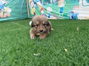 0-1 month Male Purebred Caucasian Shepherd
