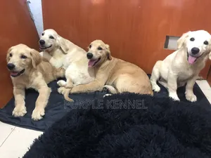 3-6 months Male Purebred Golden Retriever