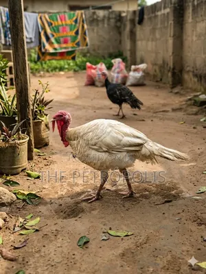 Turkey for Sale Near Me