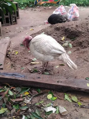 Turkey for Sale