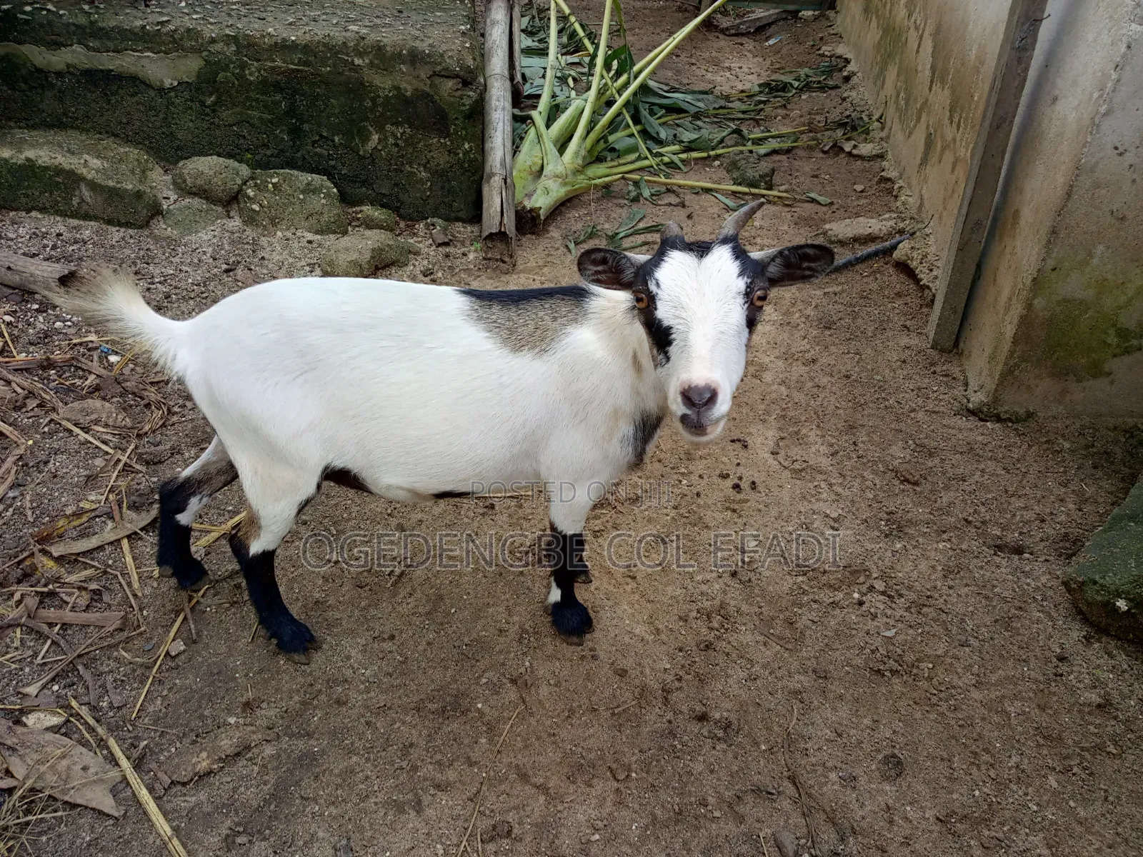 Live Animal