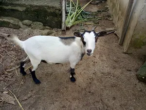 Live Animal