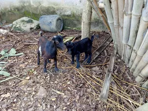 Live Animal