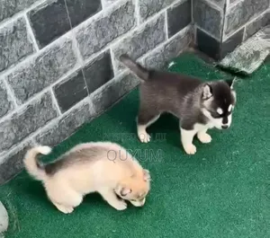 1-3 months Female Purebred Siberian Husky