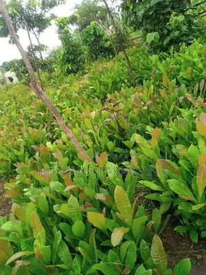 Jumbo Cashew Seedlings