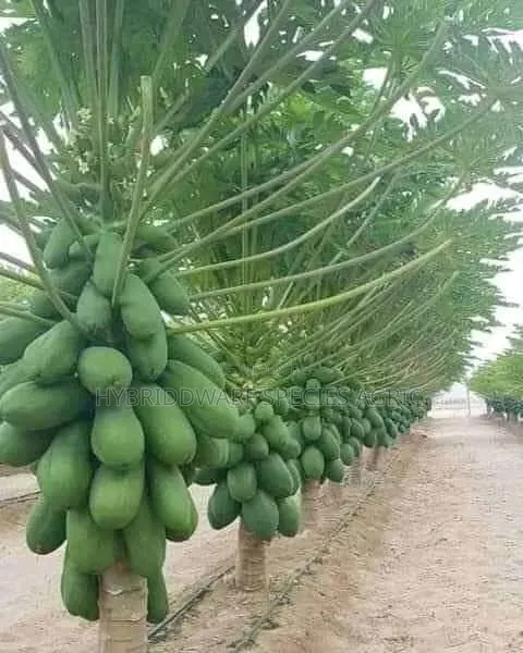 Dwarf Pawpaw Agree