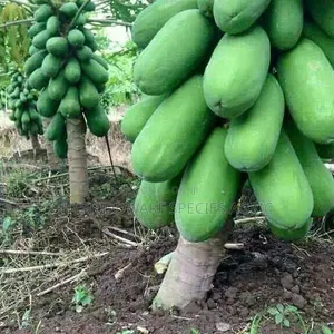 Dwarf Pawpaw Agree