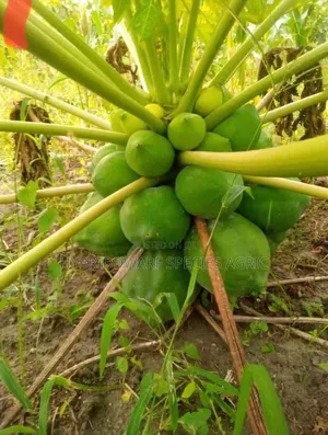 Dwarf Pawpaw Agree