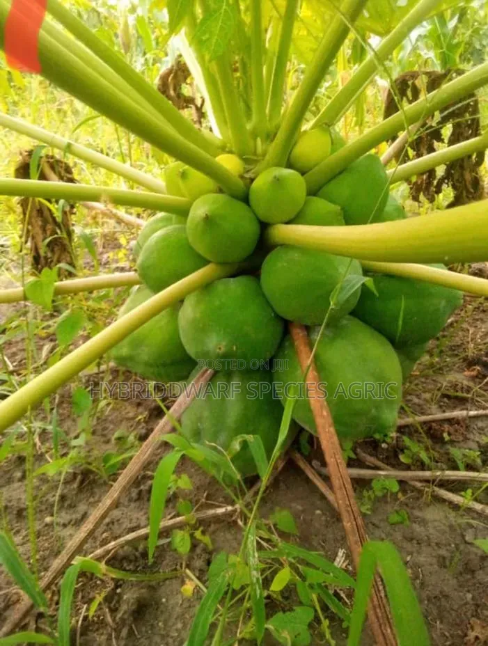 Dwarf Pawpaw Agree