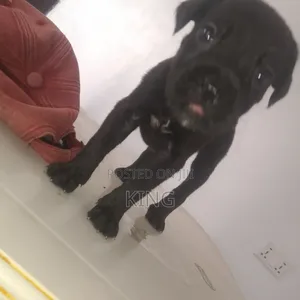 1-3 months Female Purebred Cane Corso