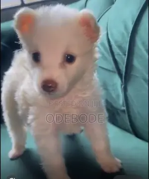 3-6 months Female Purebred American Eskimo