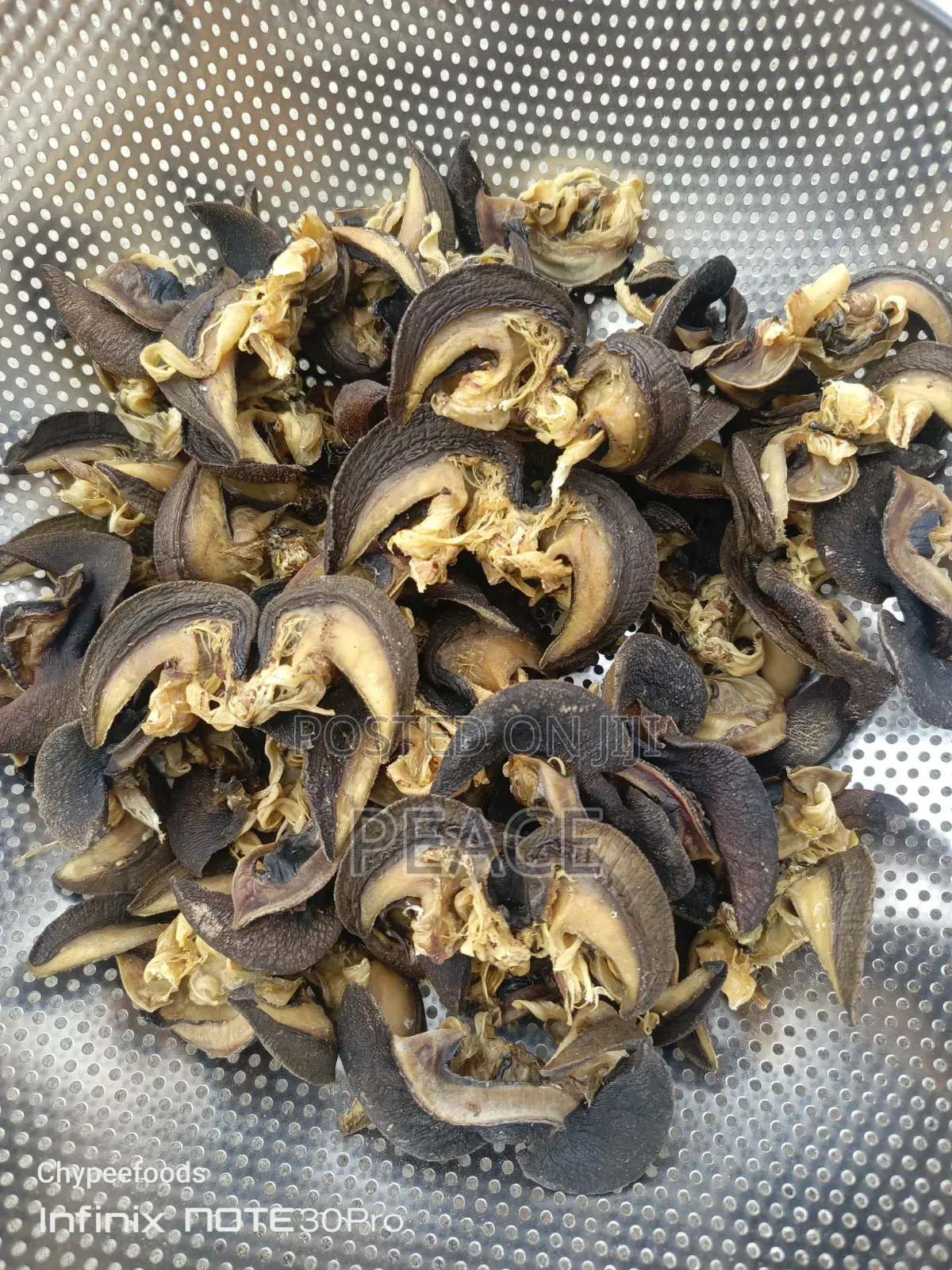 Medium Dried Bush Snails