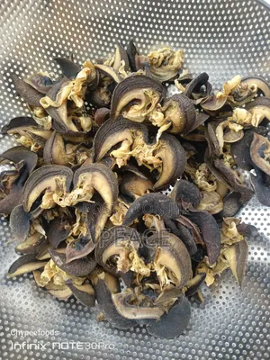 Medium Dried Bush Snails