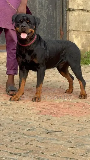1+ year Male Purebred Rottweiler