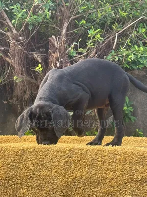 1-3 months Male Purebred Cane Corso