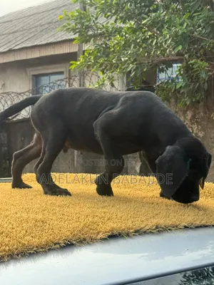 1-3 months Male Purebred Cane Corso