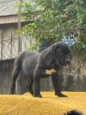 1-3 months Female Purebred Cane Corso