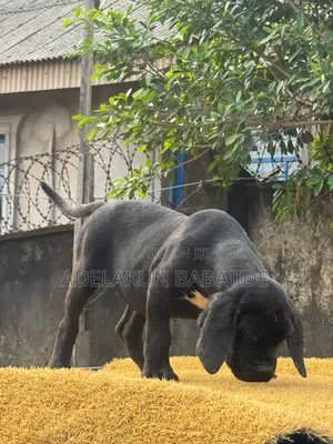 1-3 months Female Purebred Cane Corso