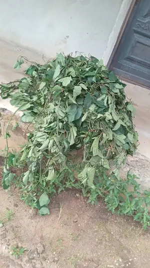 Pumpkin Seeds (Ugu Pods)