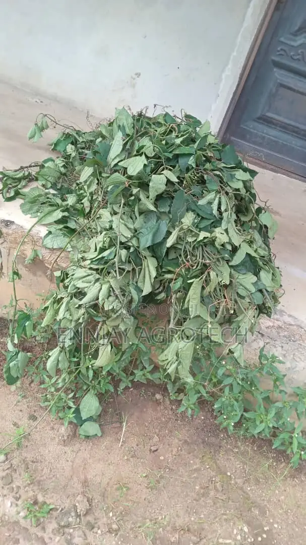 Pumpkin Seeds (Ugu Pods)