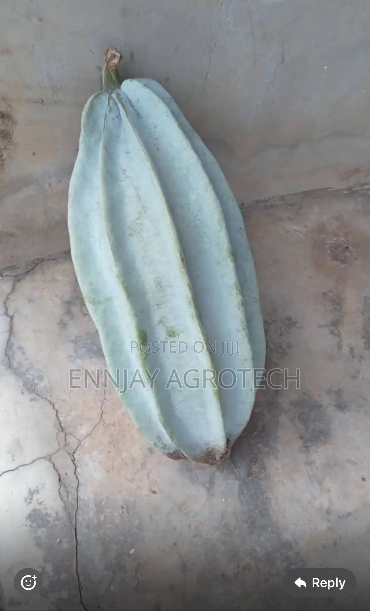 Pumpkin Seeds (Ugu Pods)