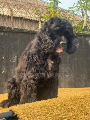 1+ year Female Purebred Cocker Spaniel