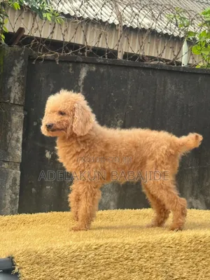 1+ year Female Purebred Poodle