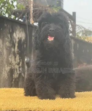 1+ year Female Purebred Poodle