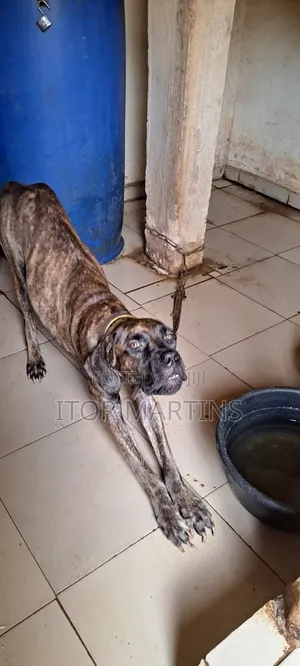 1+ year Female Purebred Boerboel